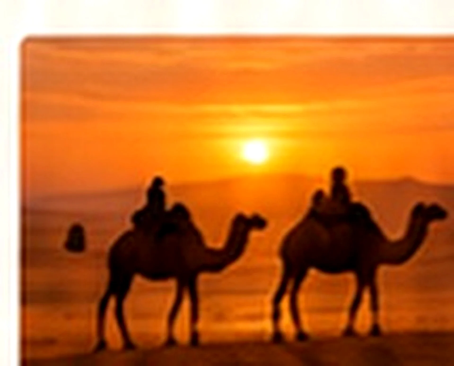 Camel trek at sunset in the Moroccan Sahara